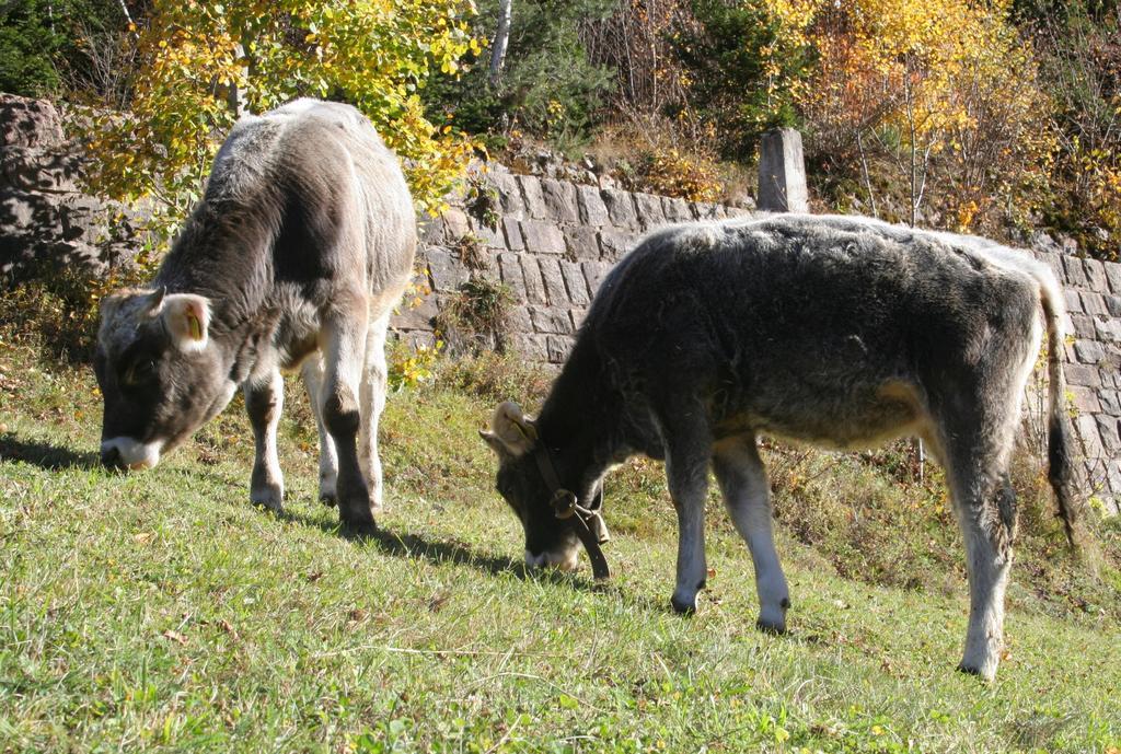 Agritur Fior Di Bosco Hotel Valfloriana Zewnętrze zdjęcie